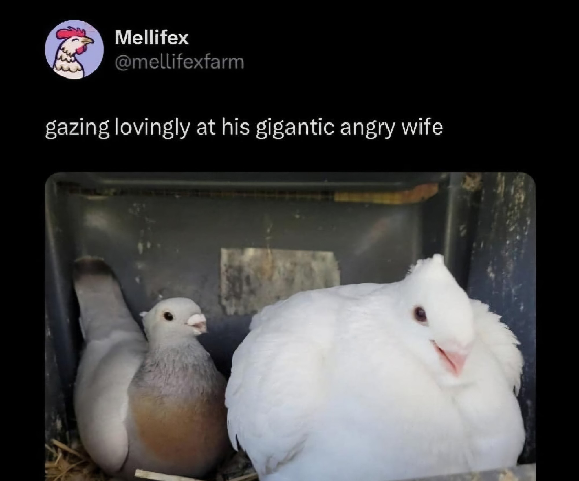 Dawwww