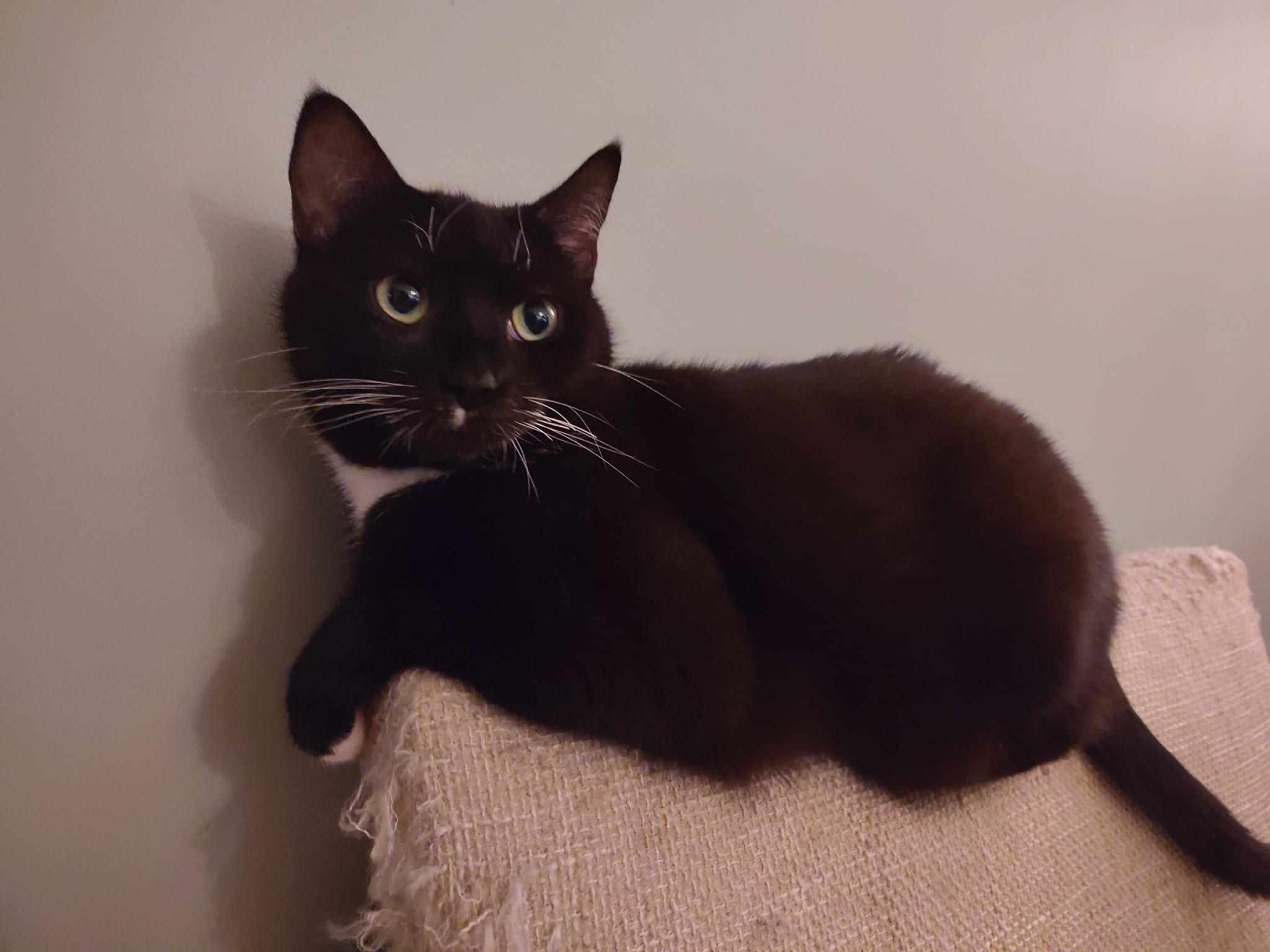 A black cat is laying on the back of a chair standing against a wall. The car is looking to the right of the camera. 