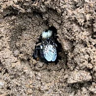 Bumblebee queens choose to hibernate in pesticide-contaminated soil