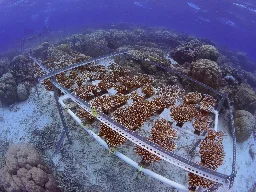 Scientists successfully breed corals to improve their heat tolerance