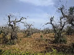 Xylella Fastidiosa: A Billion-Euro Crisis Brewing in Europe’s Olive Groves