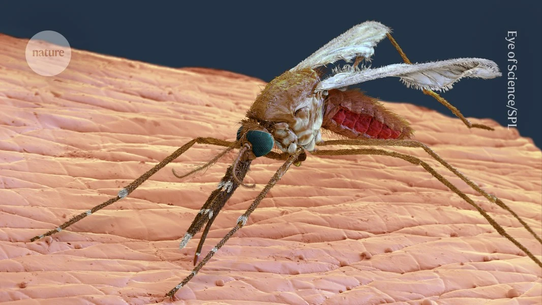 This malaria vaccine is delivered by a mosquito bite