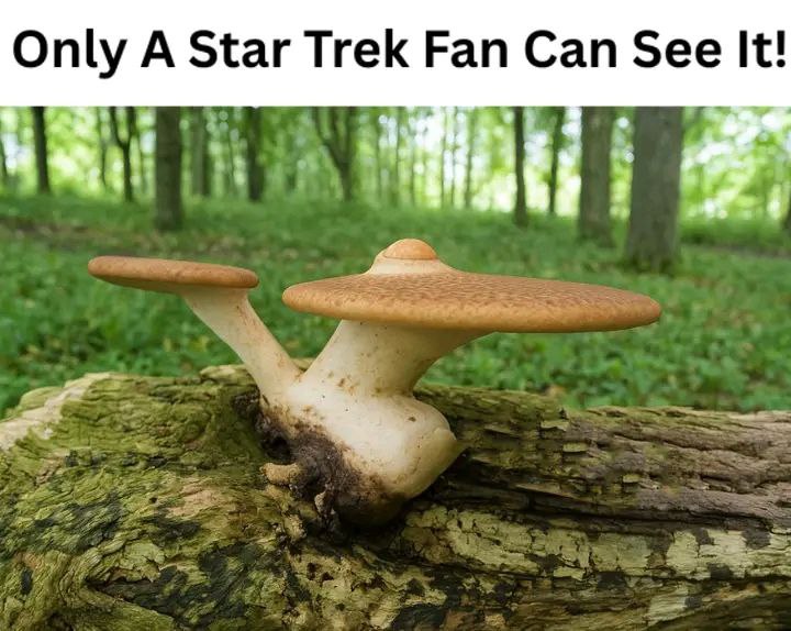 A mushroom shaped like The USS Enterprise with the text "Only a Star Trek fan can see it!"