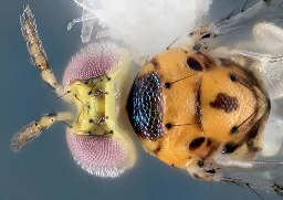 Another new wasp species discovered by researchers