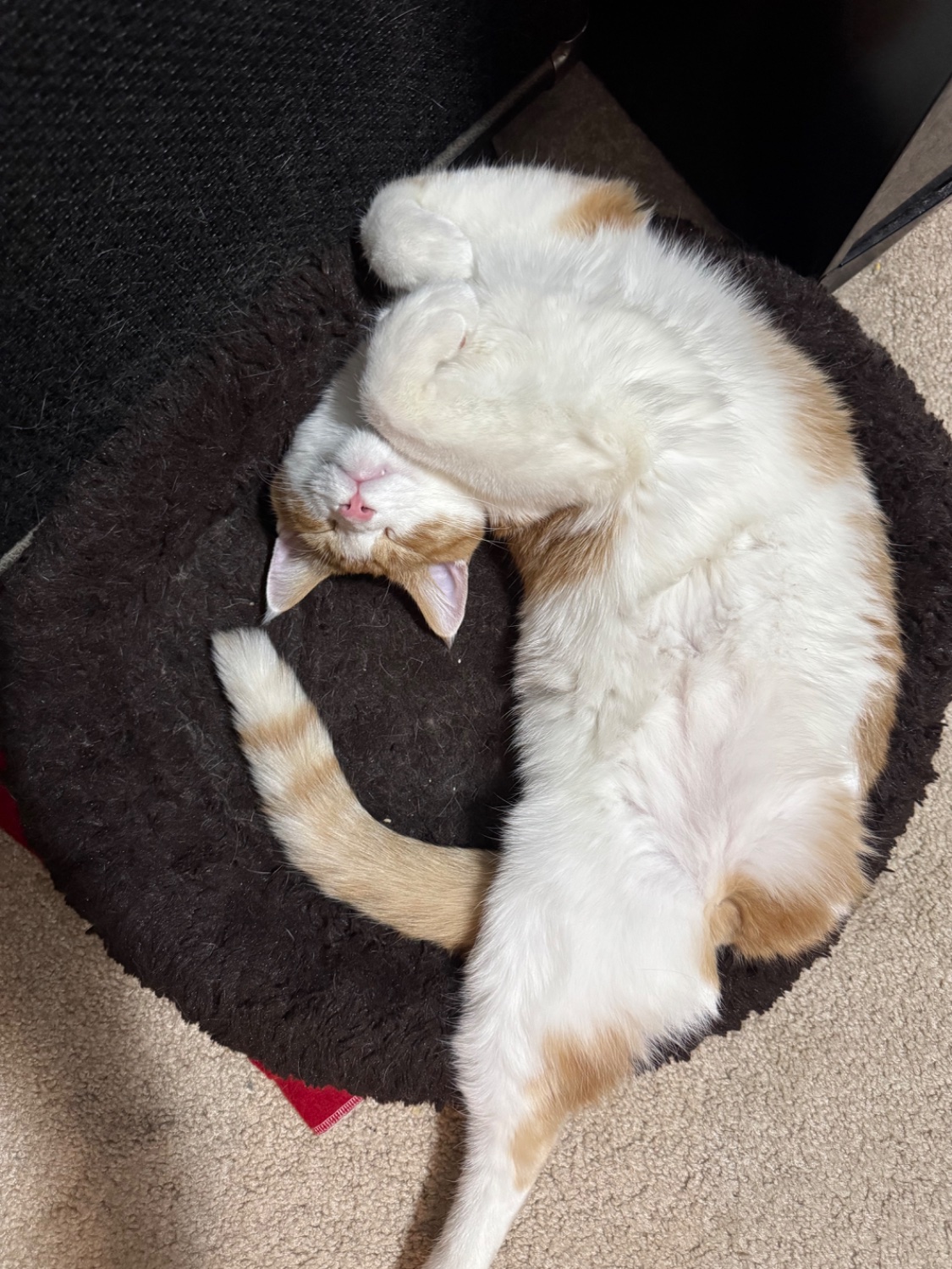 A creamsicle tripod relaxes in a cat bed, with his belly out, curled almost in a ball
