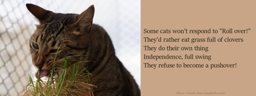 A striped grey and black cat eating some grass outside.