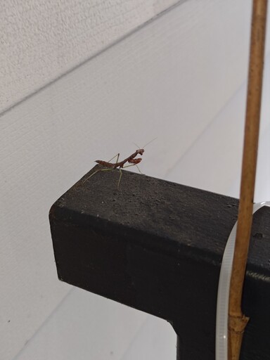 Saw a baby preying mantis :)