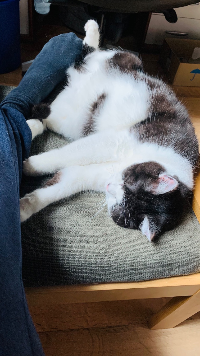 Eine schwarz-weiße Katze liegt mit freiliegendem Bauch auf einer strukturierten Oberfläche. Neben der Katze ist teilweise das Bein einer Person sichtbar. Die Szene wirkt gemütlich und entspannt.