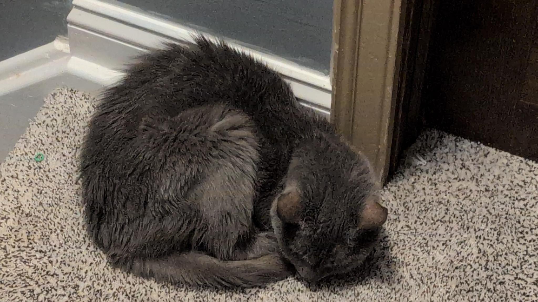 Cat sleeping