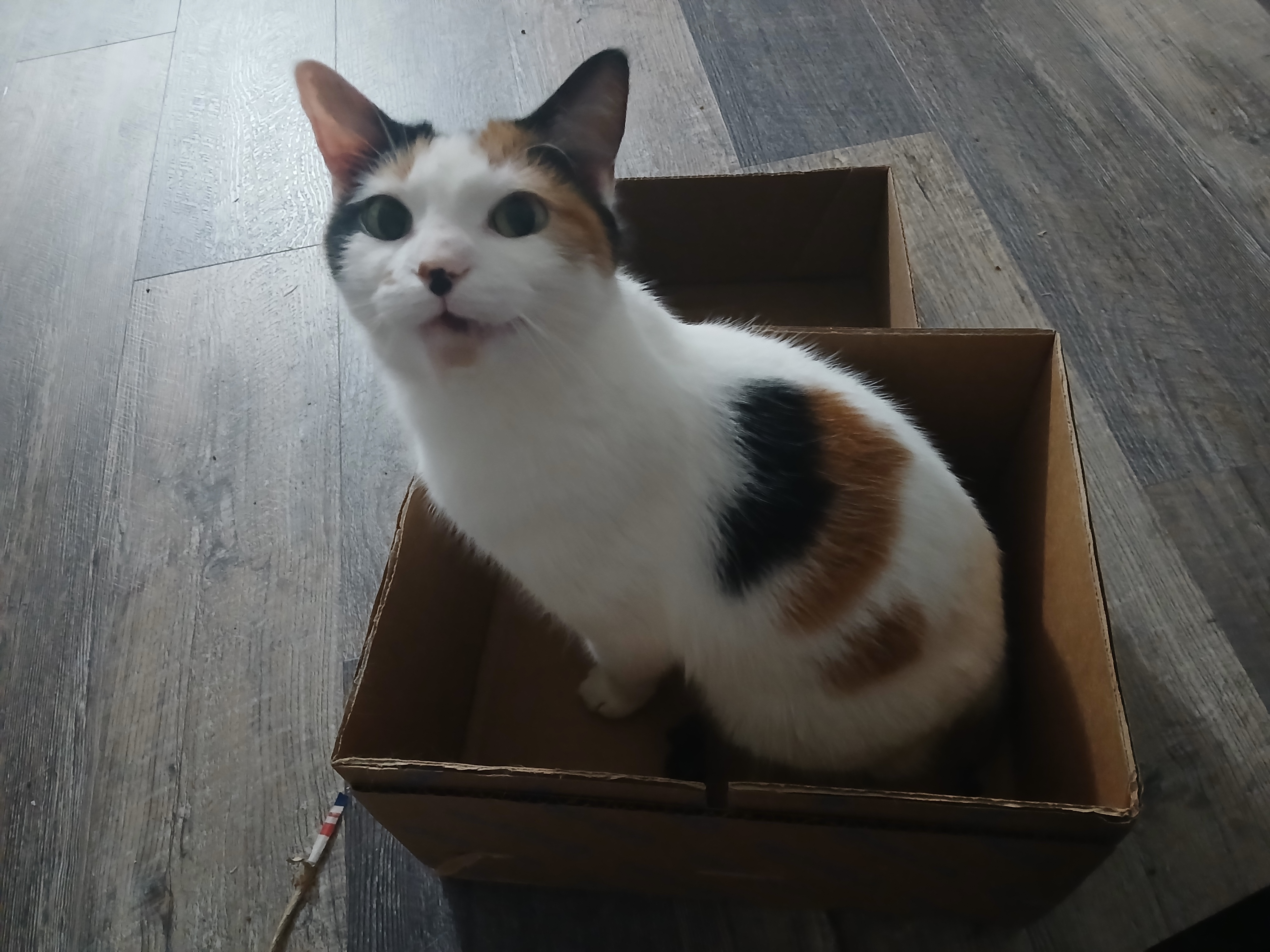 calico cat sitting in a cardboard box