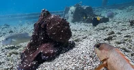 Octopuses seen hunting together with fish, punching those that don't cooperate